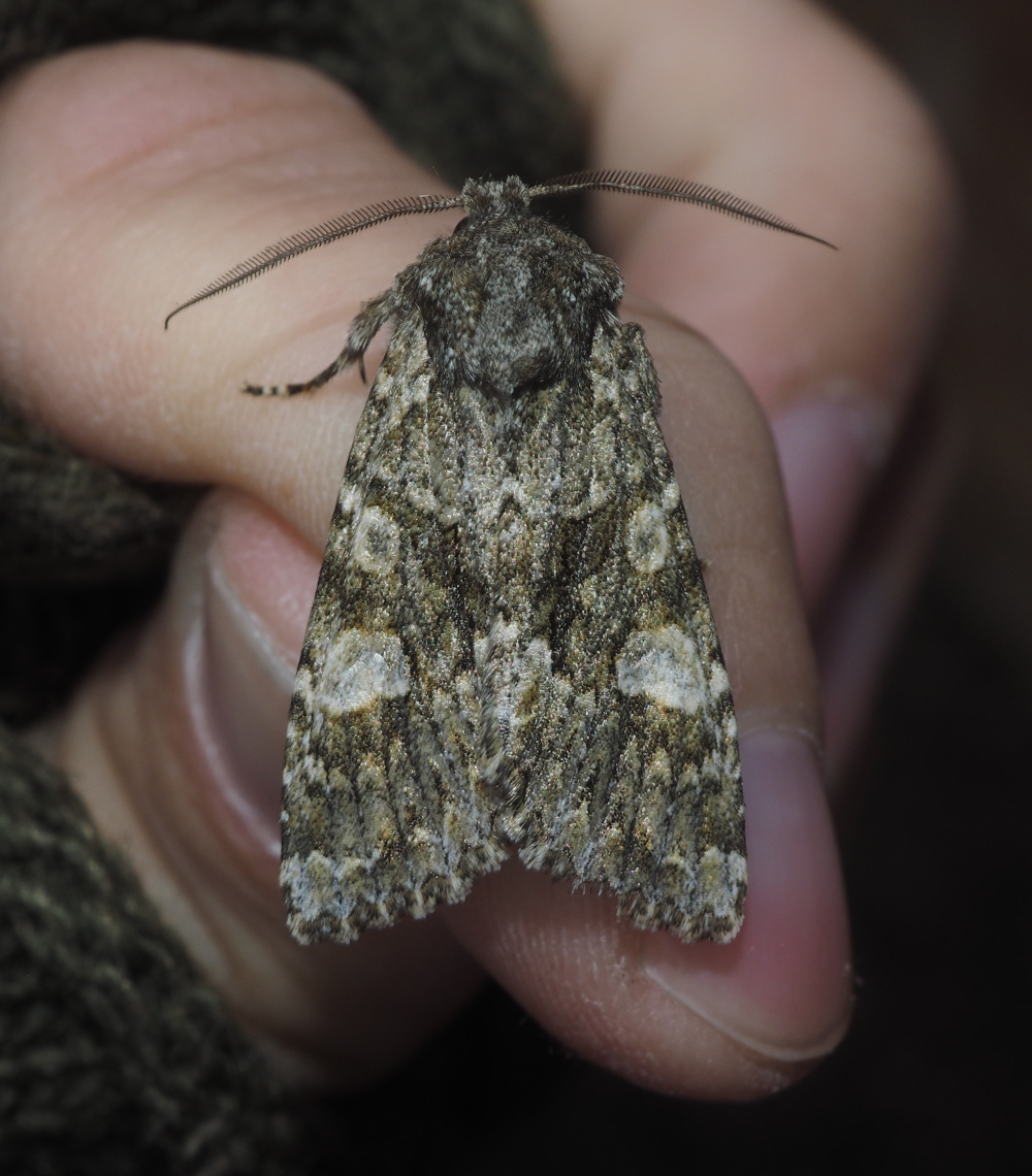 An uncommon but nice-looking moth_20231107.jpg